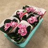 SINNINGIA 12 CM MIX 1X6